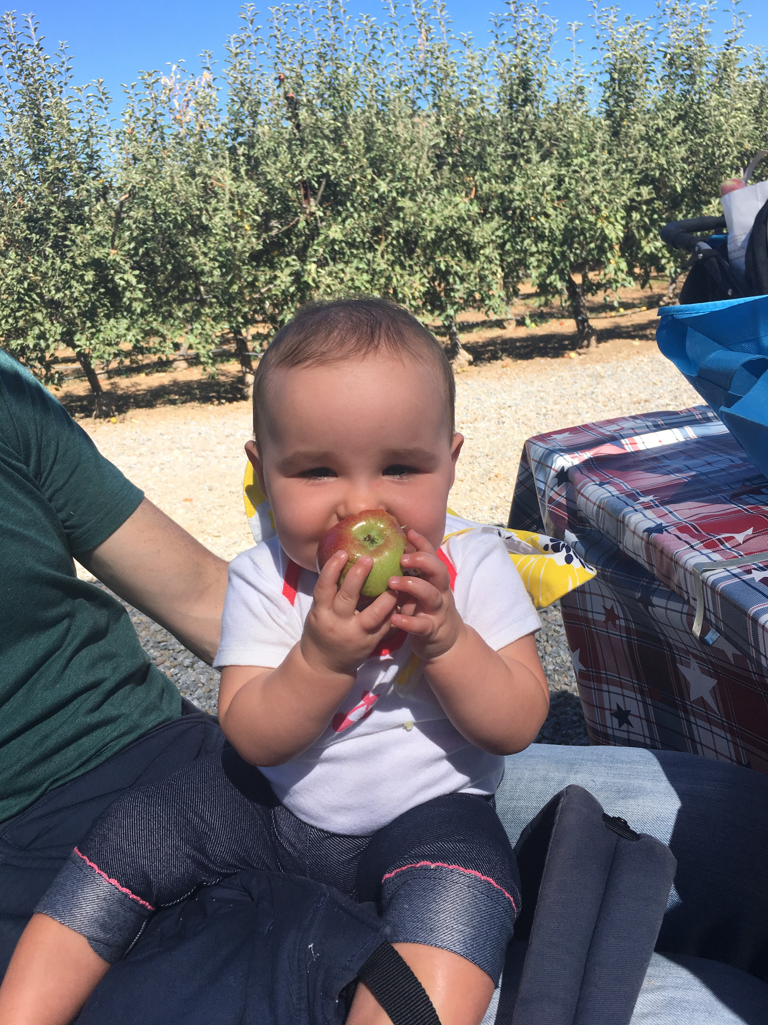 Apple picking in Julian