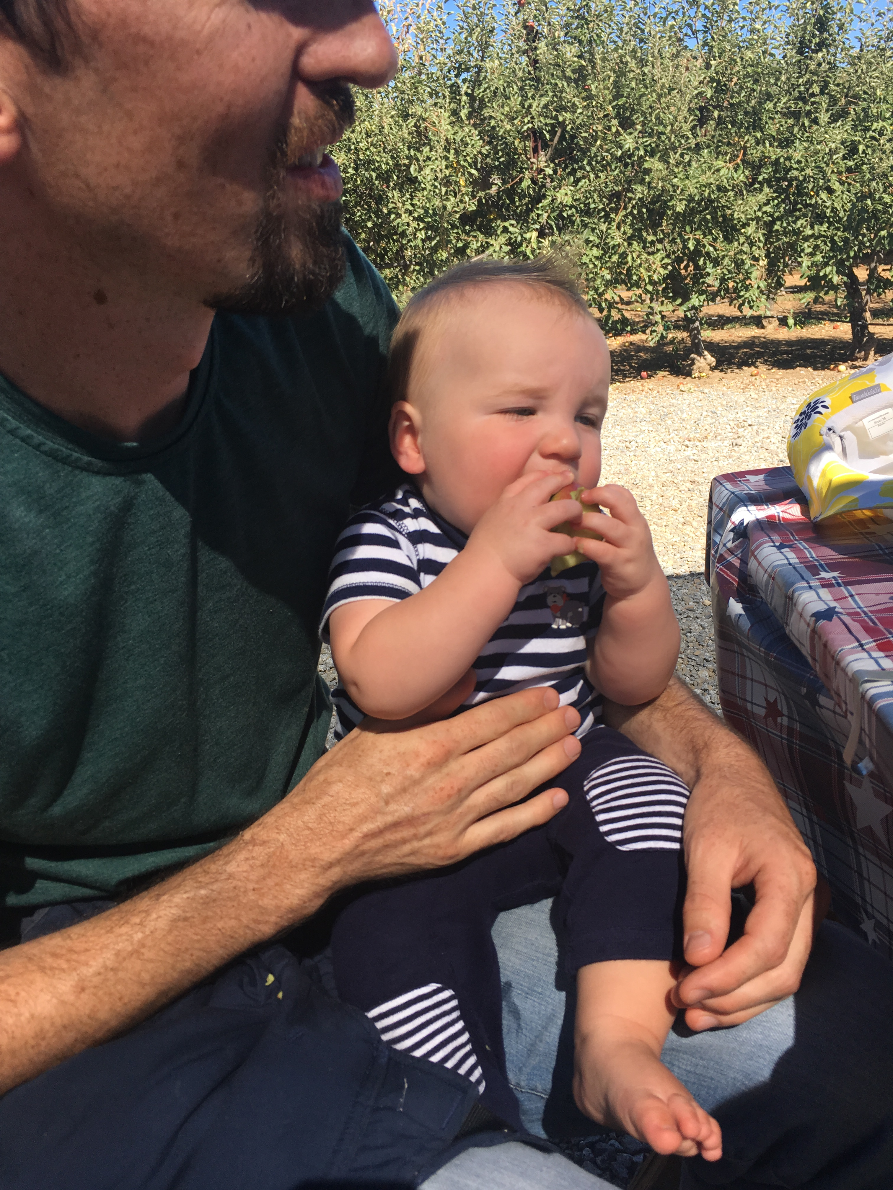 Apple picking in Julian