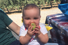 Apple picking in Julian